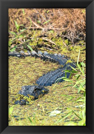 Framed Alligator In St John River Print