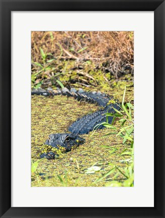 Framed Alligator In St John River Print