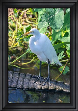 Framed Egret On An Alligator&#39;a Tail Print