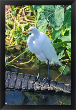 Framed Egret On An Alligator&#39;a Tail Print