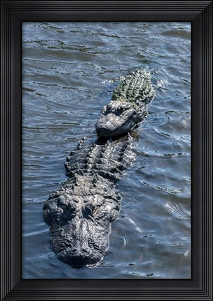 Framed Stacking Alligators Print