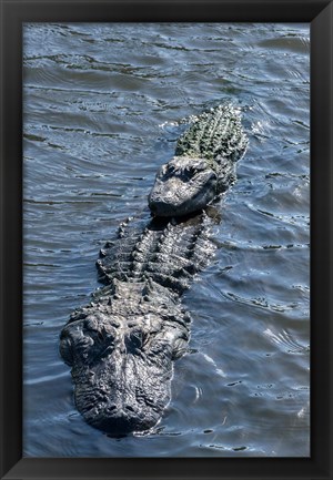 Framed Stacking Alligators Print