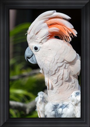 Framed Citron Cockatoo Print