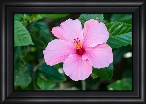 Framed Single Pink Hibiscus Print