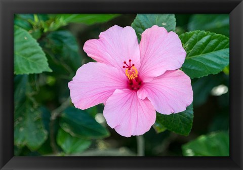 Framed Single Pink Hibiscus Print