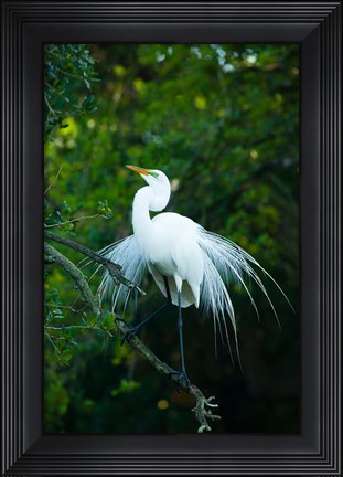 Framed Egret In Breeding Plumage Print