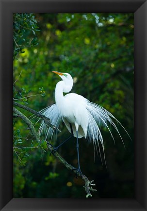 Framed Egret In Breeding Plumage Print