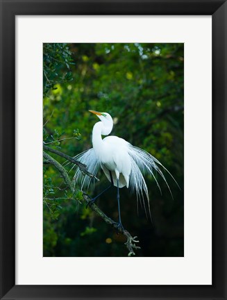 Framed Egret In Breeding Plumage Print