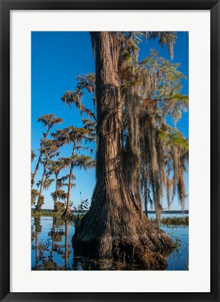 Framed Pond Cyprus And Spanish Moss In A Swamp Print