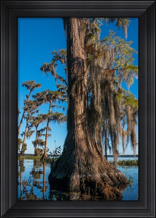 Framed Pond Cyprus And Spanish Moss In A Swamp Print