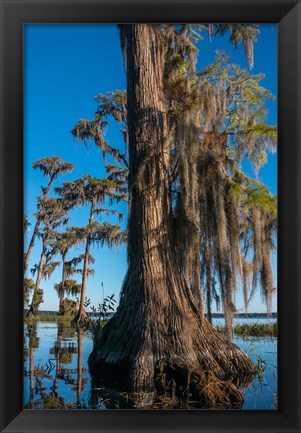 Framed Pond Cyprus And Spanish Moss In A Swamp Print
