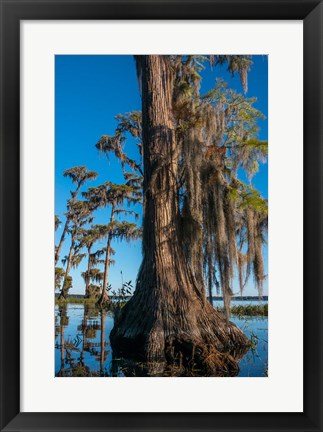 Framed Pond Cyprus And Spanish Moss In A Swamp Print