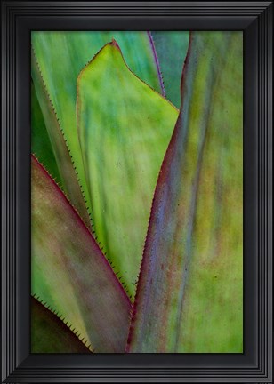 Framed Agave Detail, Florida Print