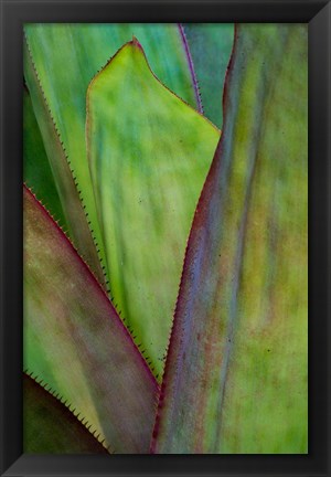 Framed Agave Detail, Florida Print