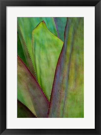 Framed Agave Detail, Florida Print