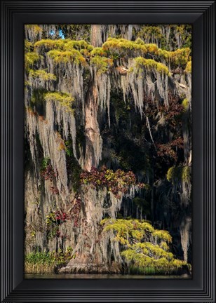 Framed Swamp Cyprus And Spanish Moss Print