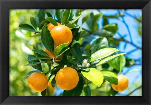 Framed Florida Orange Tree Print