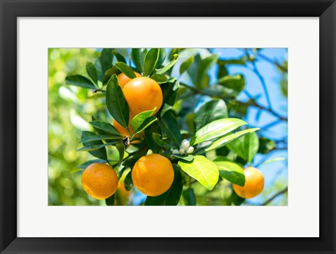 Framed Florida Orange Tree Print