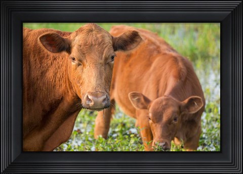 Framed Close-Up Of Red Angus Cow Print