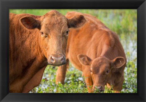 Framed Close-Up Of Red Angus Cow Print