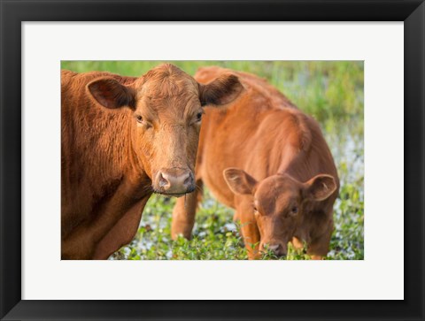 Framed Close-Up Of Red Angus Cow Print