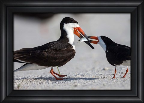 Framed Black Skimmer Fighting Over A Minnow Print