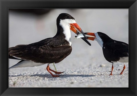 Framed Black Skimmer Fighting Over A Minnow Print