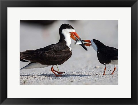 Framed Black Skimmer Fighting Over A Minnow Print