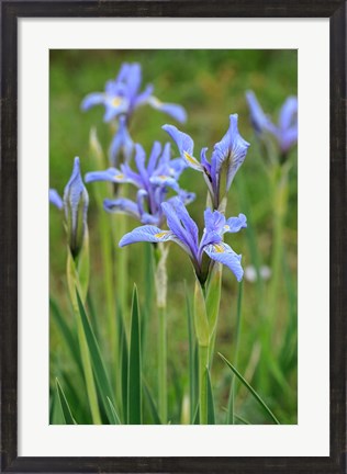 Framed Rocky Mountain Iris Print
