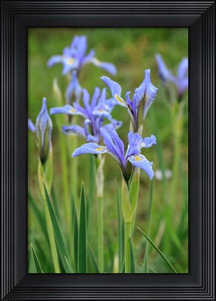 Framed Rocky Mountain Iris Print