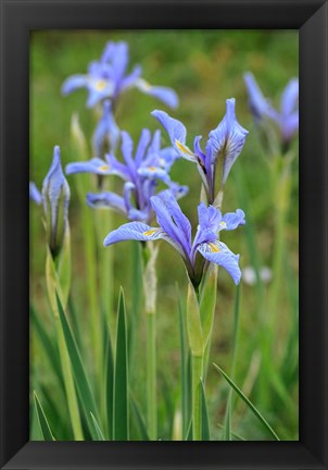 Framed Rocky Mountain Iris Print