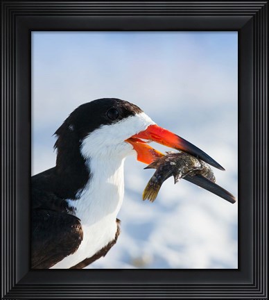 Framed Black Skimmer With Food, Gulf Of Mexico, Florida Print