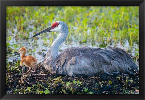 Framed Sandhill Crane On Nest With First Colt Print