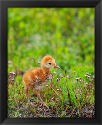 Framed Sandhill Crane Colt Out Foraging, Florida Print