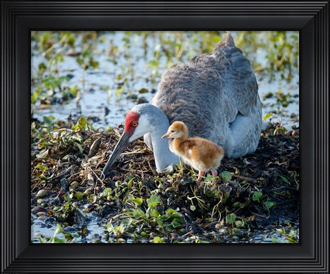 Framed Sandhill Crane Waiting On Second Egg To Hatch, Florida Print