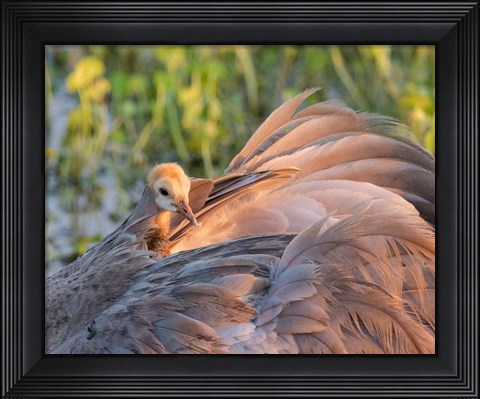 Framed Sandhill Crane On Nest With Baby On Back, Florida Print