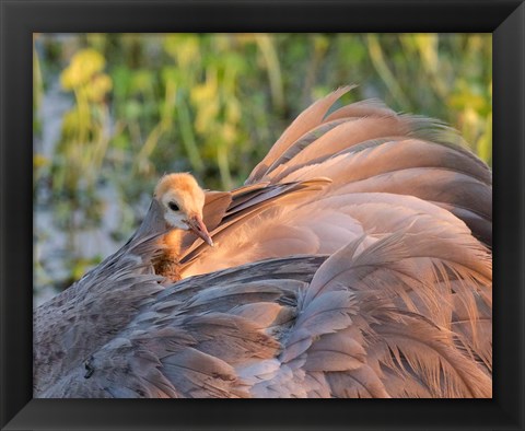 Framed Sandhill Crane On Nest With Baby On Back, Florida Print