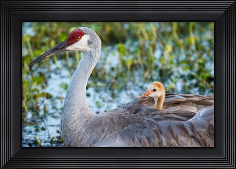 Framed Baby Sandhill Crane On Mother&#39;s Back, Florida Print