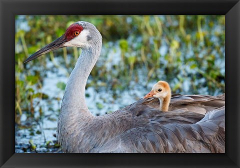 Framed Baby Sandhill Crane On Mother&#39;s Back, Florida Print