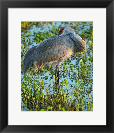 Framed Sandhill Crane Resting, Grus Canadensis, Florida Print