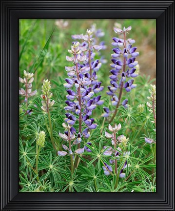 Framed Tailcup Lupine, New Mexico Print