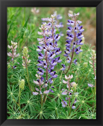 Framed Tailcup Lupine, New Mexico Print
