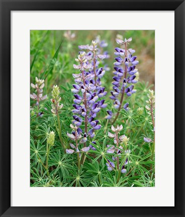 Framed Tailcup Lupine, New Mexico Print