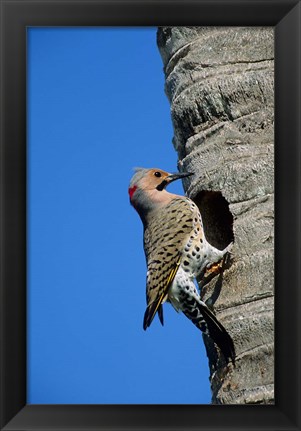 Framed Northern Flicker At Nest Cavity, Florida Print