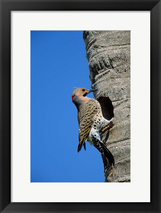 Framed Northern Flicker At Nest Cavity, Florida Print