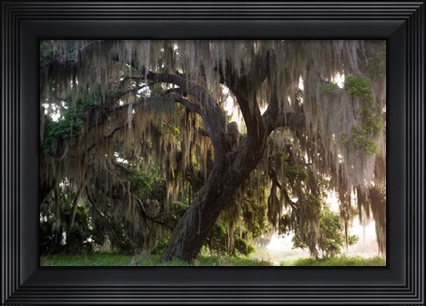 Framed Morning Light Illuminating The Moss Covered Oak Trees, Florida Print
