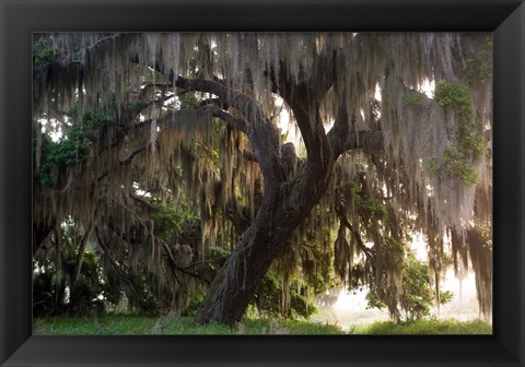 Framed Morning Light Illuminating The Moss Covered Oak Trees, Florida Print