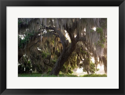 Framed Morning Light Illuminating The Moss Covered Oak Trees, Florida Print