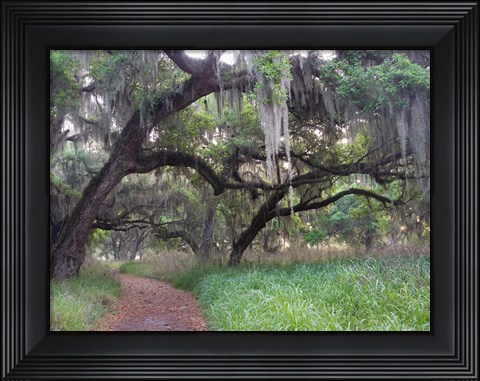 Framed Trail Beneath Moss Covered Oak Trees, Florida Florida Print