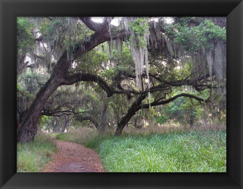 Framed Trail Beneath Moss Covered Oak Trees, Florida Florida Print